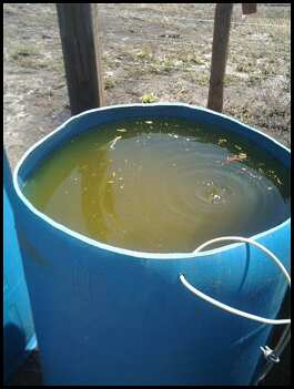 Typical Tomato Reusable Harvesting Container Rinse